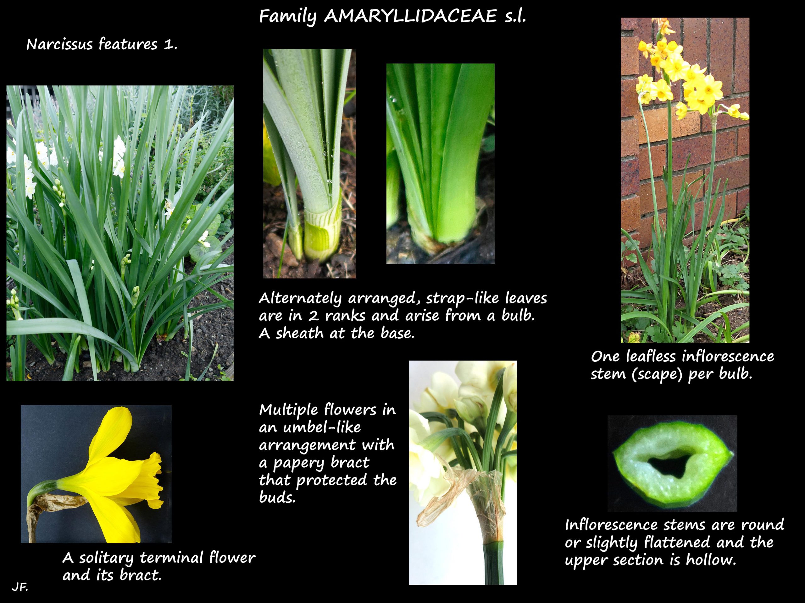 1 Narcissus plants